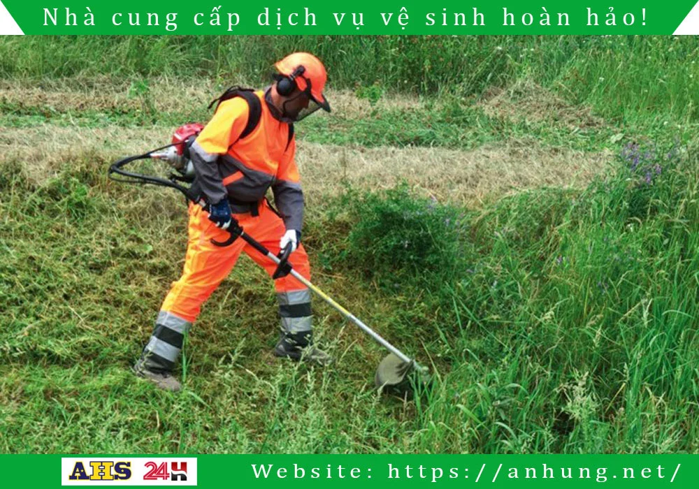 Dich vu cat co
