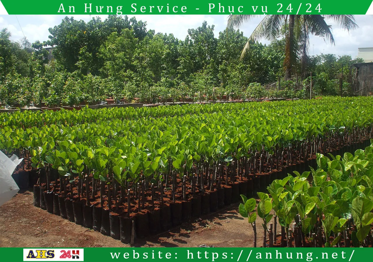 Read more about the article Dịch vụ cung cấp cây giống